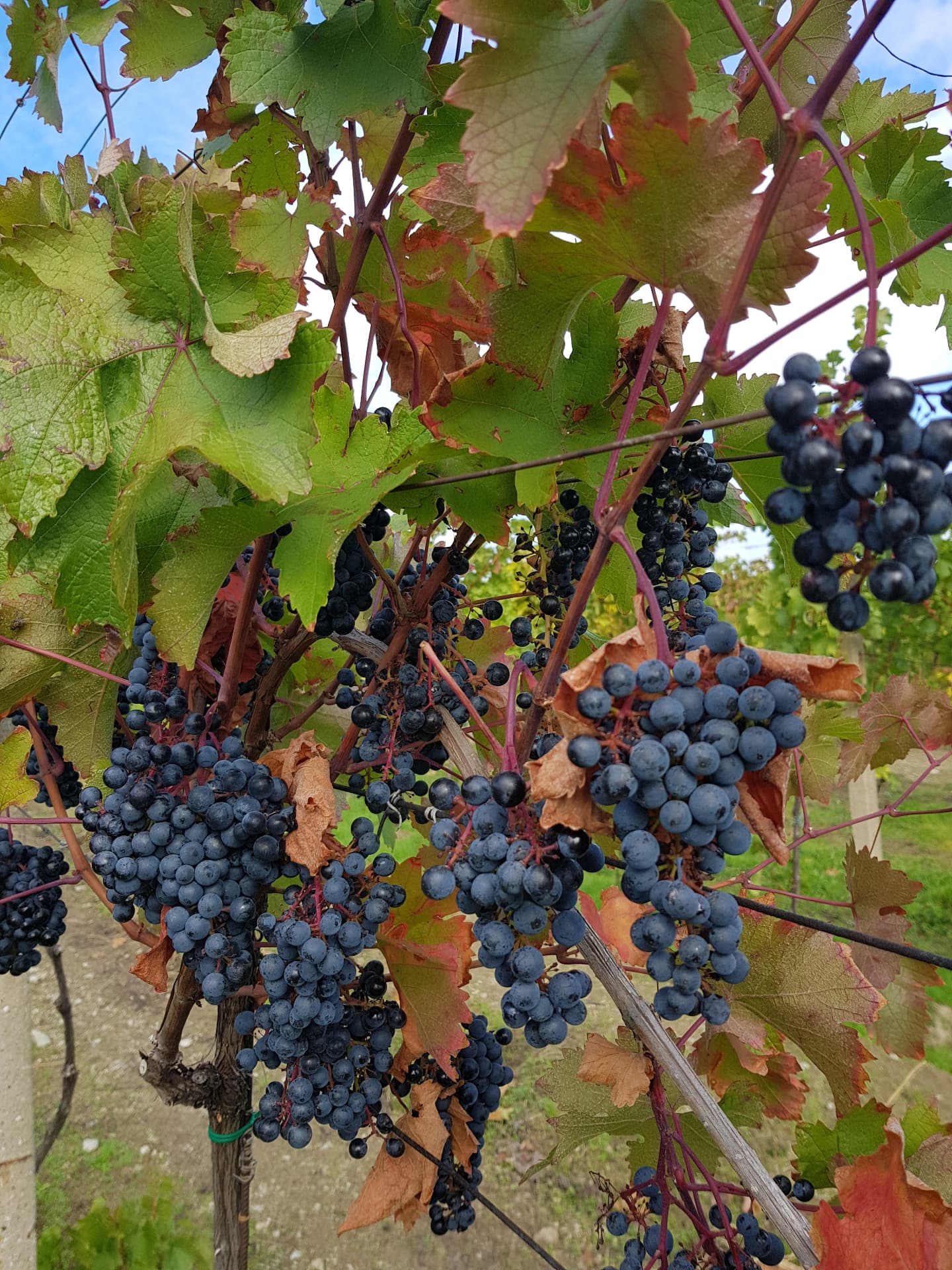 Ripe blue grapes on the vine in the Small Carpathian wine-growing region